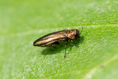 Agrilus cuprescens