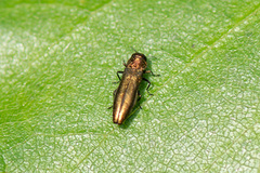 Agrilus cuprescens