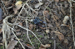 Lucanus cervus