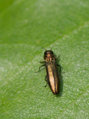 Agrilus cuprescens