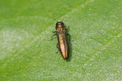 Agrilus cuprescens