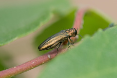 Agrilus cuprescens