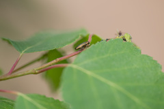 Agrilus cuprescens