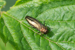 Agrilus cuprescens