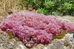 Sedum caeruleum