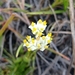 Burmannia australis - Photo (c) Mateus Henrique Schenkel, algunos derechos reservados (CC BY-NC), subido por Mateus Henrique Schenkel