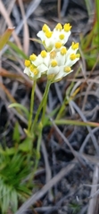 Burmannia