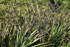Dyckia encholirioides