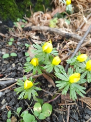 Eranthis hyemalis