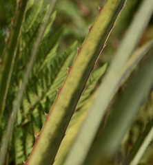 Dyckia encholirioides