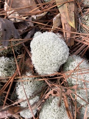 Cladonia evansii