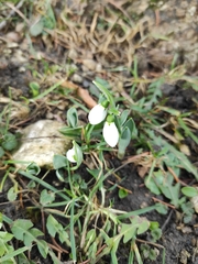 Galanthus elwesii