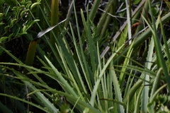 Dyckia encholirioides