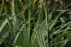 Dyckia encholirioides