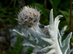 Centaurea clementei