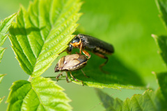 Cantharis nigricans