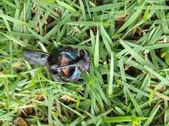 Coprophanaeus ensifer