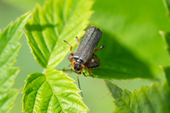 Cantharis nigricans