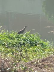 Nycticorax nycticorax nycticorax