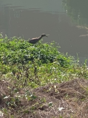 Nycticorax nycticorax nycticorax