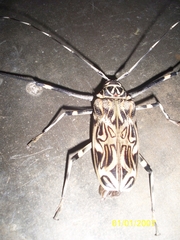 Acrocinus longimanus