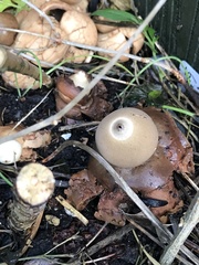 Geastrum