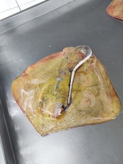 Dasyatis hypostigma