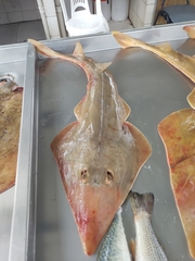 Pseudobatos horkelii