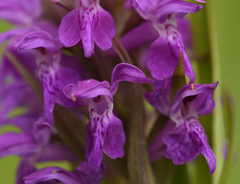 Dactylorhiza × aschersoniana