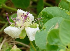 Capparis orientalis