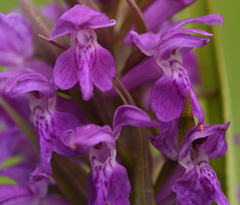 Dactylorhiza × aschersoniana