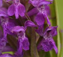 Dactylorhiza × aschersoniana