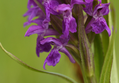 Dactylorhiza × aschersoniana