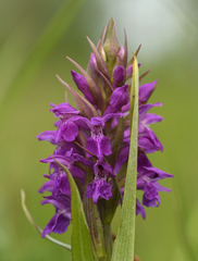 Dactylorhiza × aschersoniana