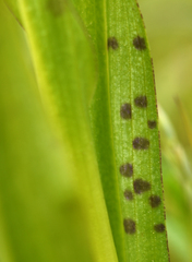 Dactylorhiza × aschersoniana