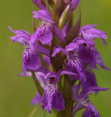 Dactylorhiza × aschersoniana