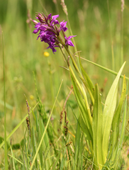 Dactylorhiza × aschersoniana