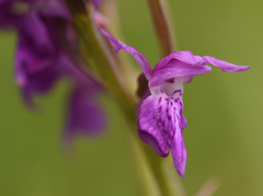 Dactylorhiza × aschersoniana