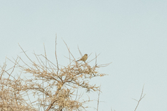 Leucosticte nemoricola