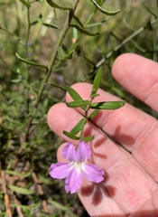 Coopernookia barbata