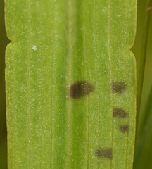 Dactylorhiza × aschersoniana