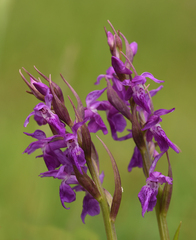 Dactylorhiza × aschersoniana