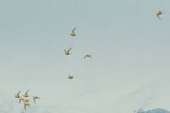 Syrrhaptes paradoxus