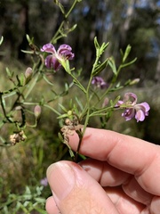 Coopernookia barbata