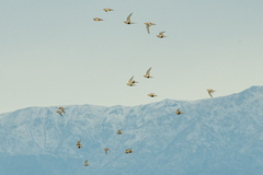 Syrrhaptes paradoxus