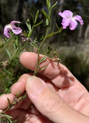 Coopernookia barbata