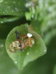 Crepidomanes minutum