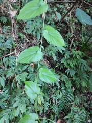 Thladiantha punctata