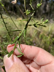 Coopernookia barbata