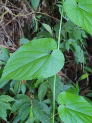 Thladiantha punctata